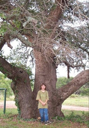 big tree